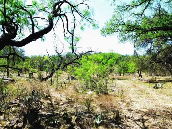a view of a yard with plants and large trees