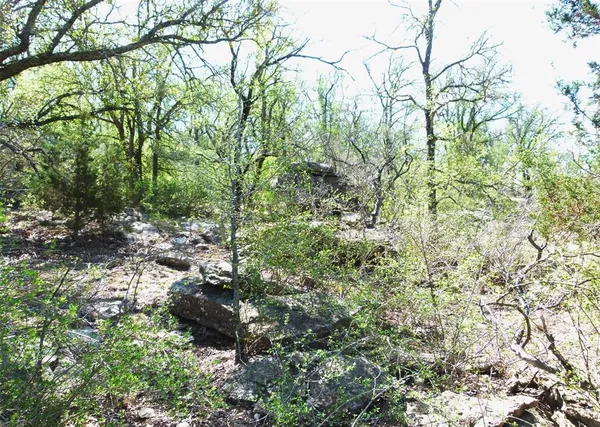 a view of a forest with a tree