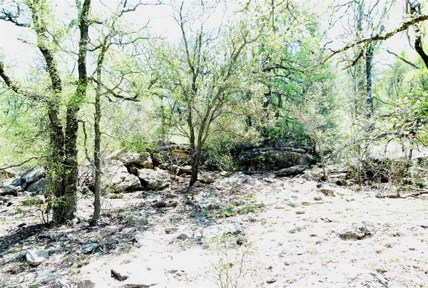 a view of a forest with lots of trees