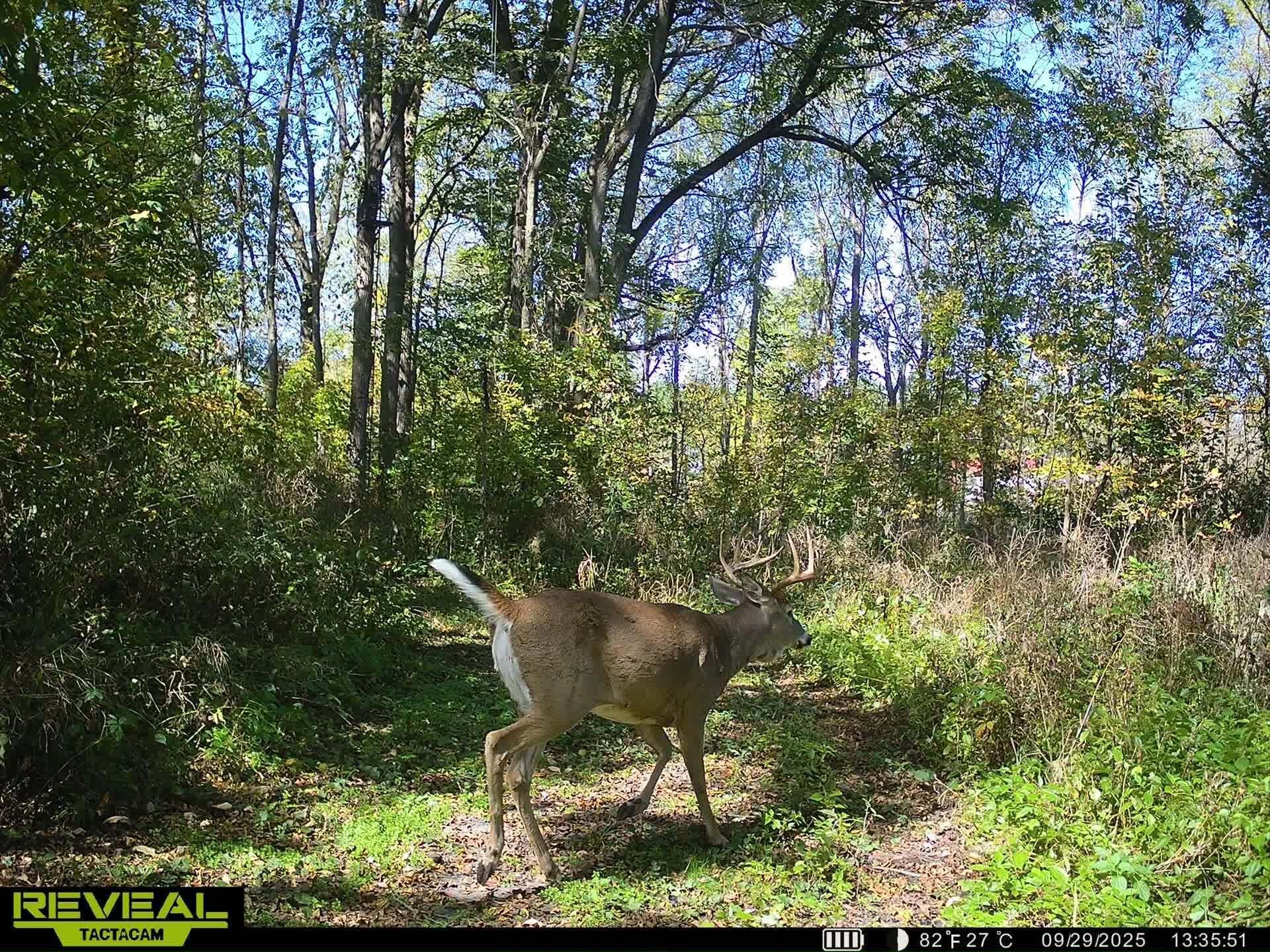 5121 Skuse Road Osseo, MI 49266 - Photo 27 of 32 sk28