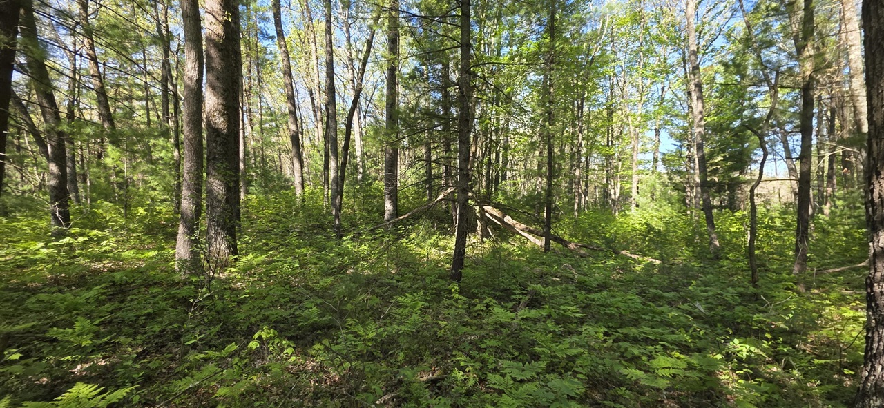 V/l West Hoague Road Manistee, MI 49660 - Photo 8 of 12