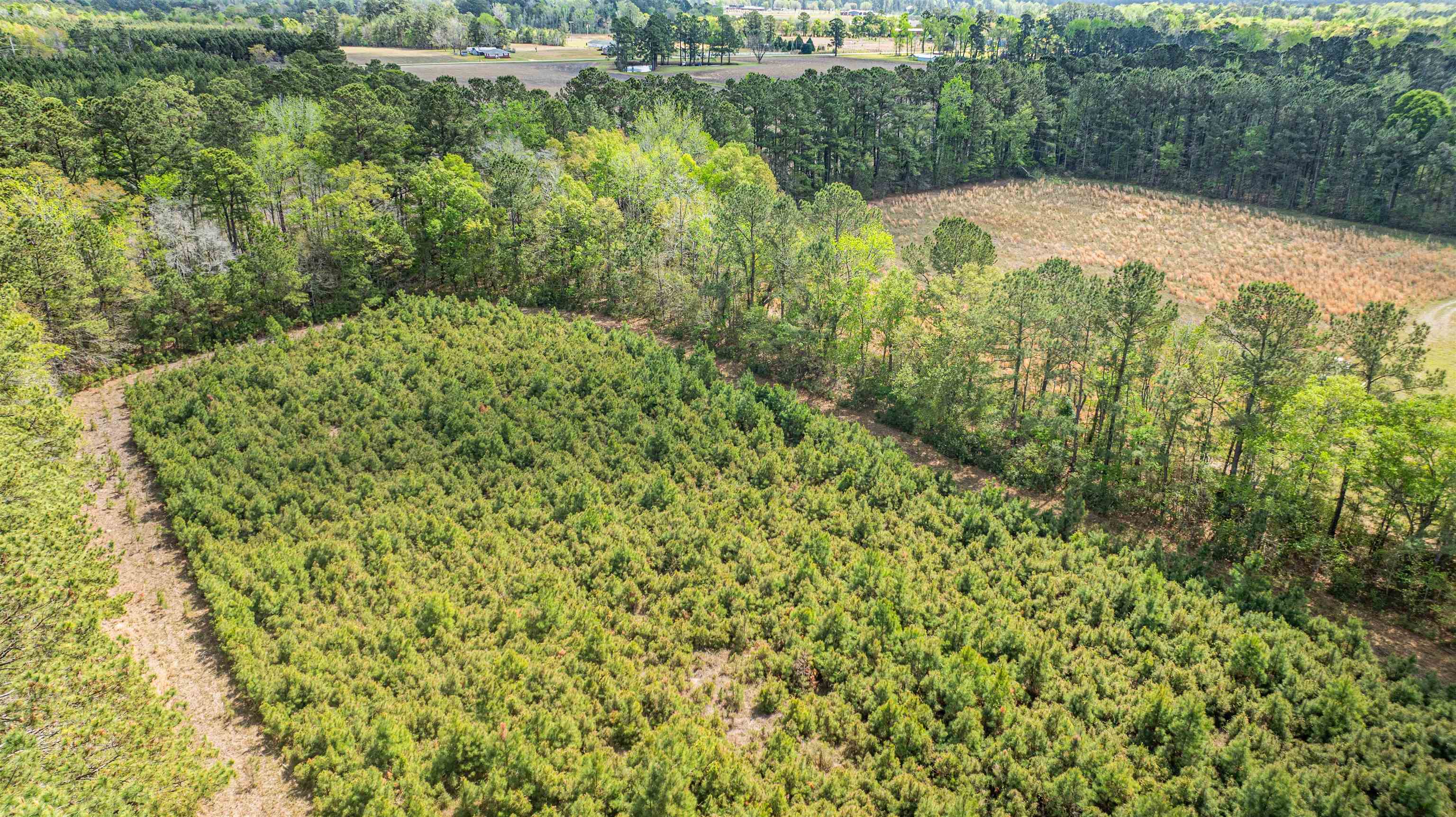 6.5-acres Christine Place Hemingway, SC 29554 - Photo 11 of 21