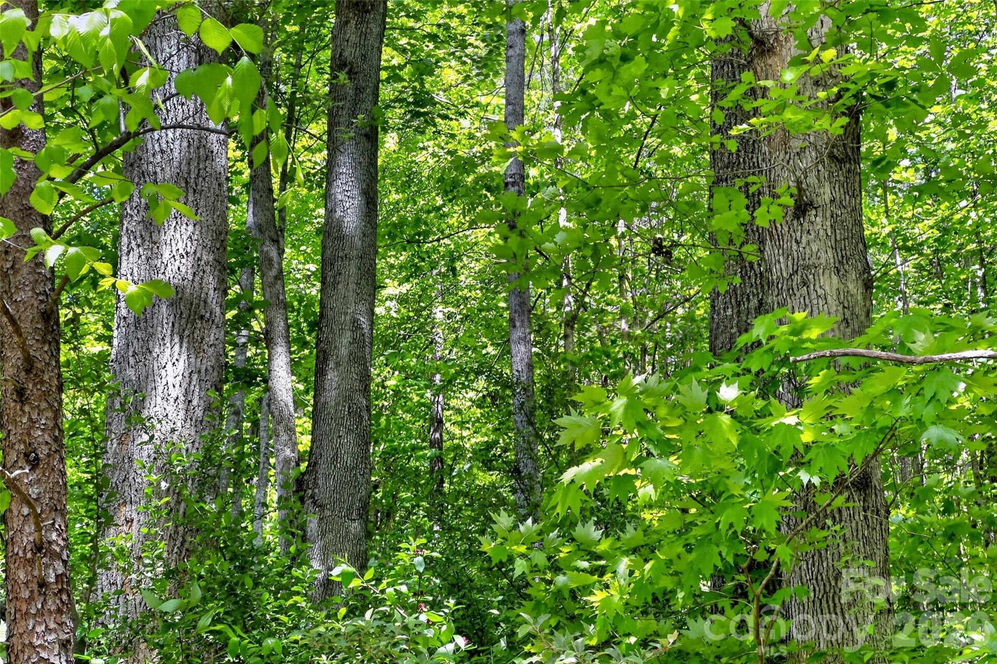 99999 Wright Road Marion, NC 28752 - Photo 11 of 24