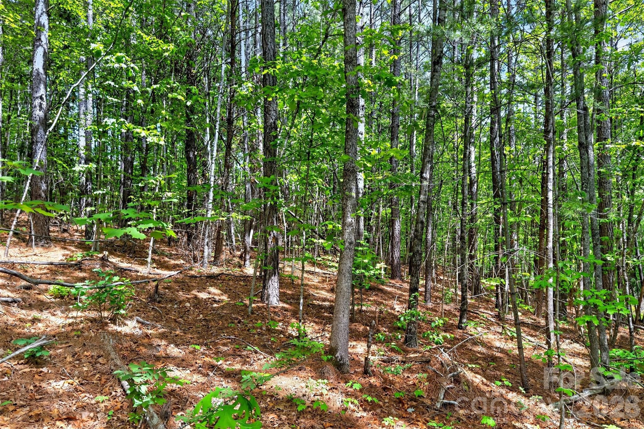 99999 Wright Road Marion, NC 28752 - Photo 12 of 24
