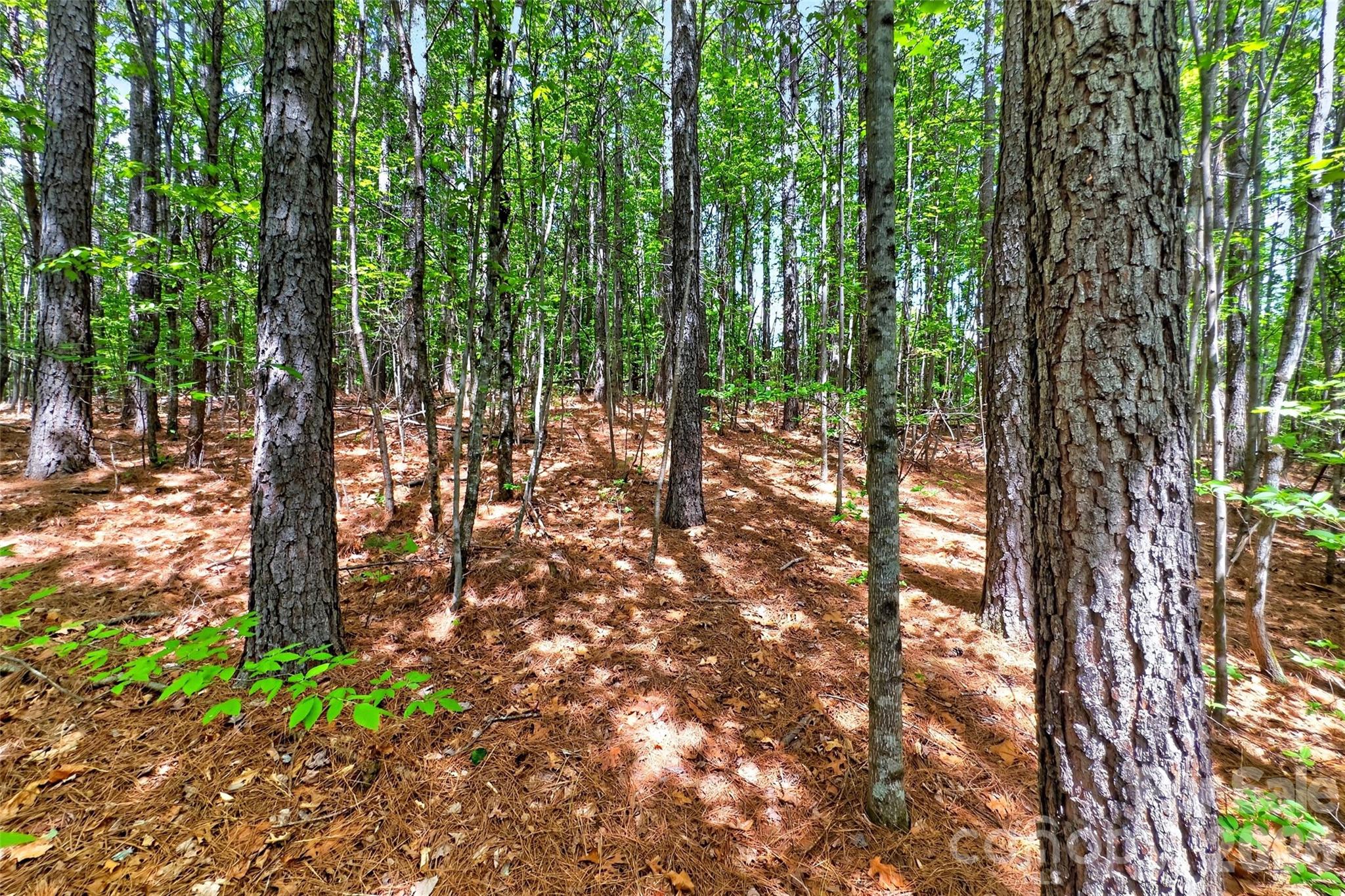 99999 Wright Road Marion, NC 28752 - Photo 15 of 24
