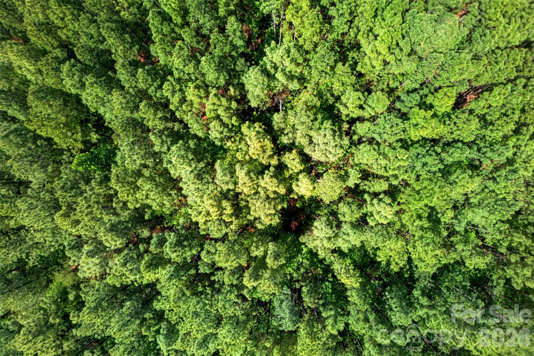99999 Wright Road Marion, NC 28752 - Photo 17 of 24