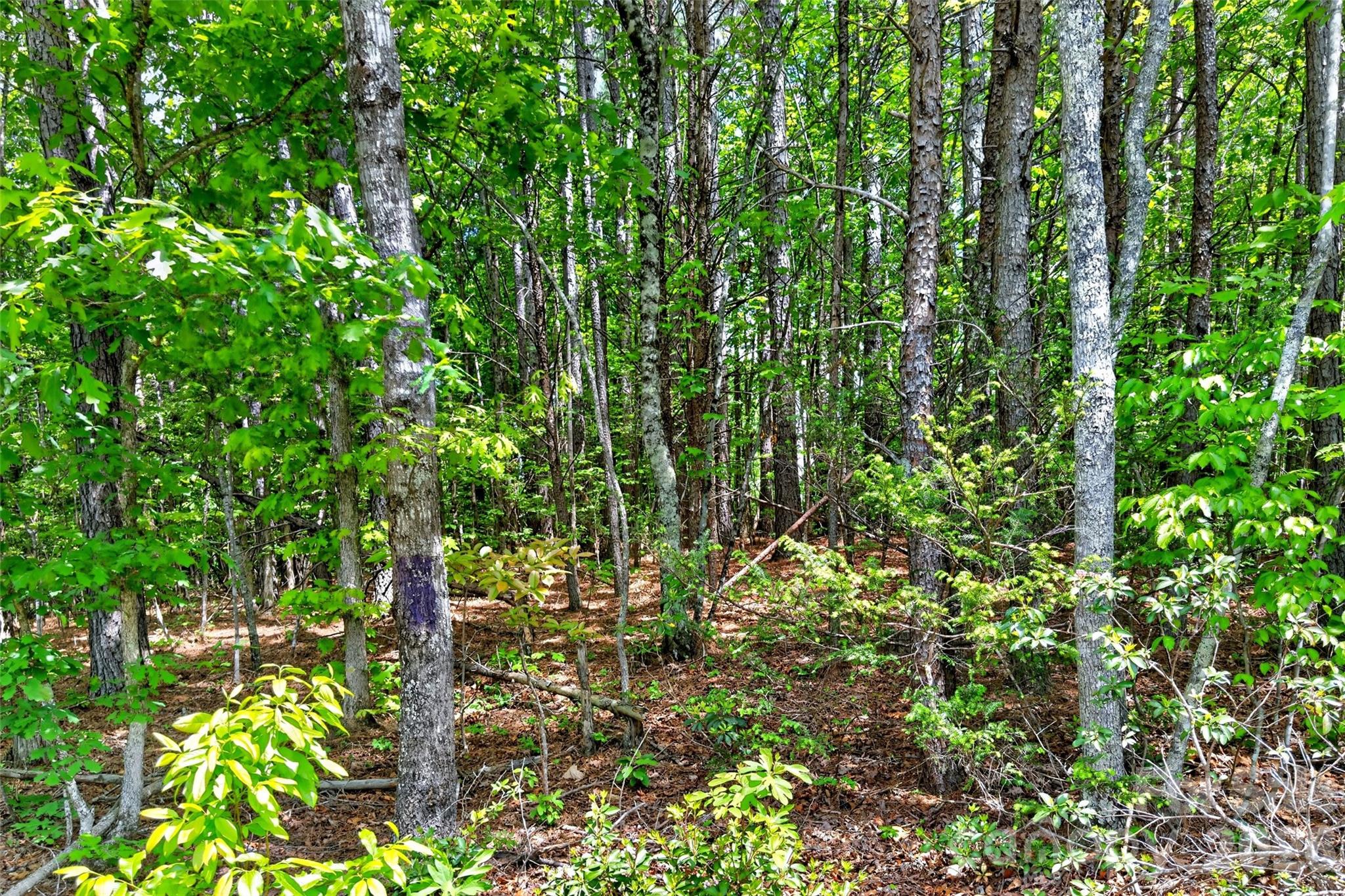 99999 Wright Road Marion, NC 28752 - Photo 7 of 24