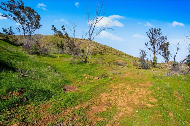 a view of yard with large tree