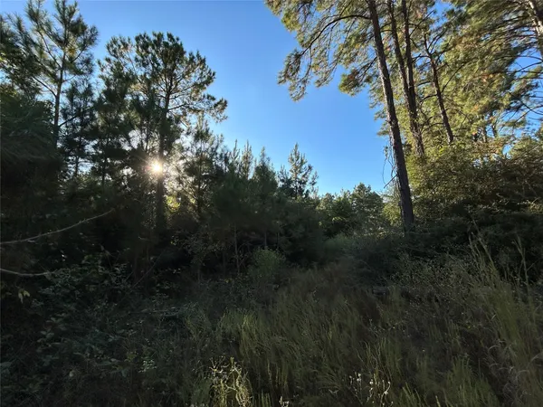 a view of backyard with green space