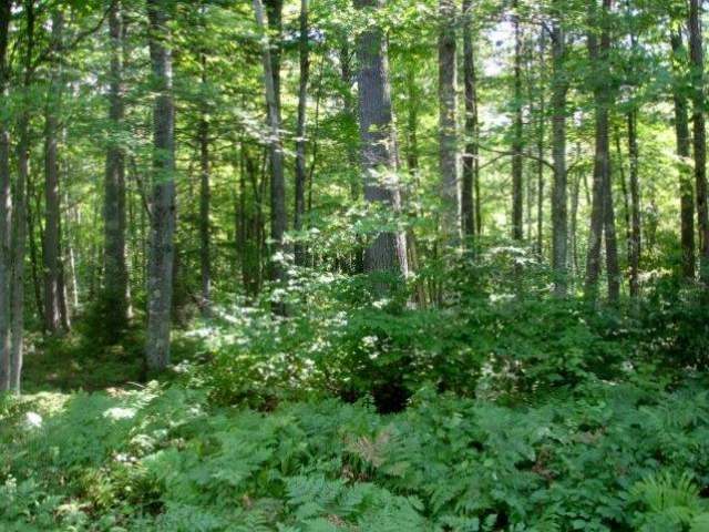 On Deerskin Road, Unit LOT #1 Eagle River, WI 54521 - Photo 1 of 9 Gallery Image 1
