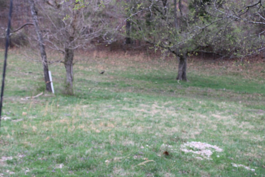 416 New Hope Road Marshall, AR 72650 - Photo 30 of 60 land - wild turkey in photo