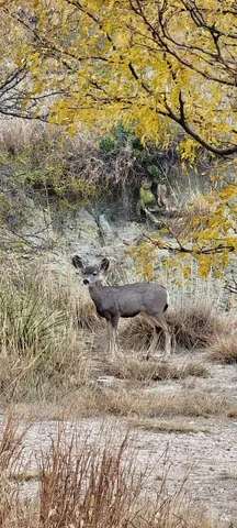 a view of a dry yard with wooden floor
