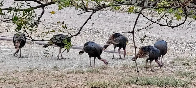 a view of a wooden fence