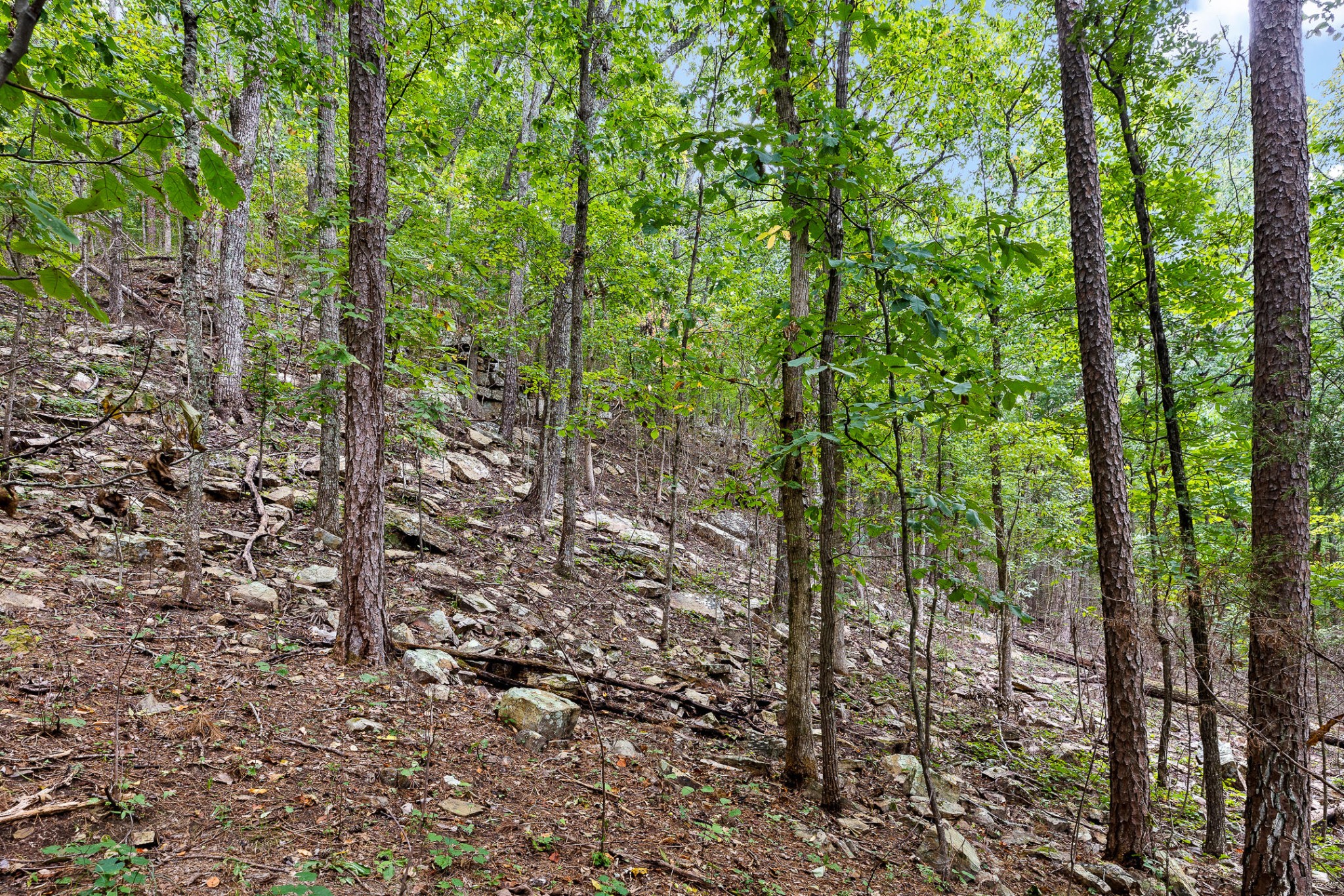 0 Bluffs N Road Guild, TN 37340 - Photo 16 of 21 Gallery Image 16