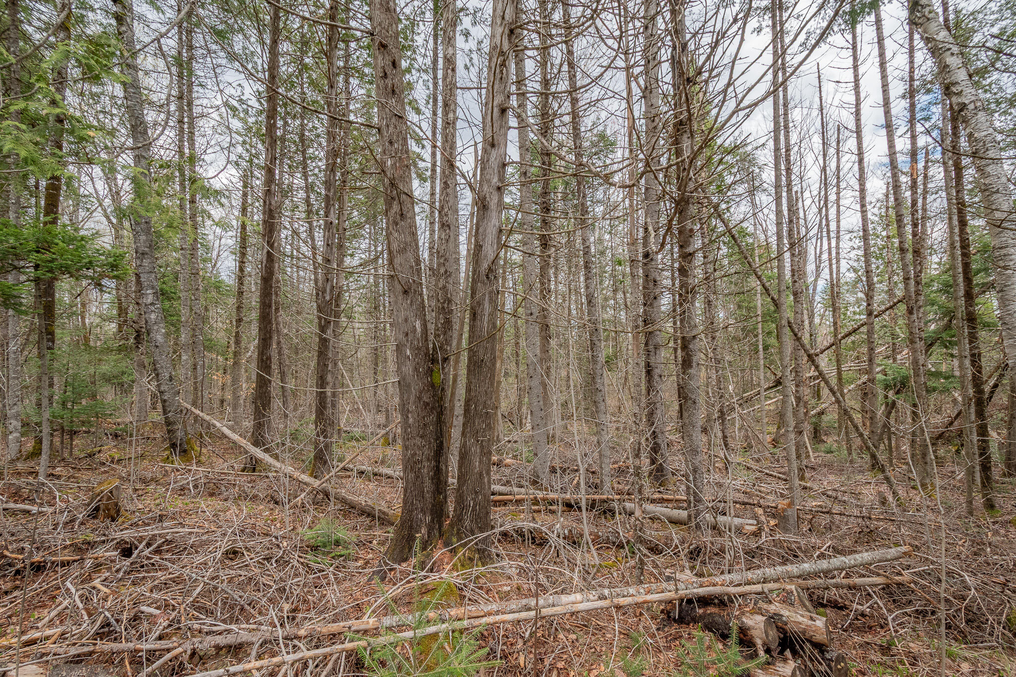 394 Frenchs Mill Road Sangerville, ME 04479 - Photo 94 of 105
