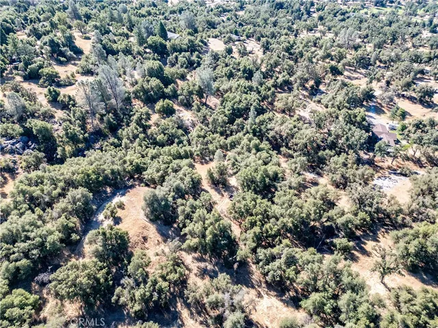 a view of a forest with a tree
