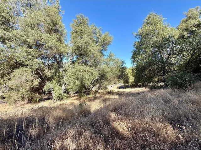 a view of a tree in a yard