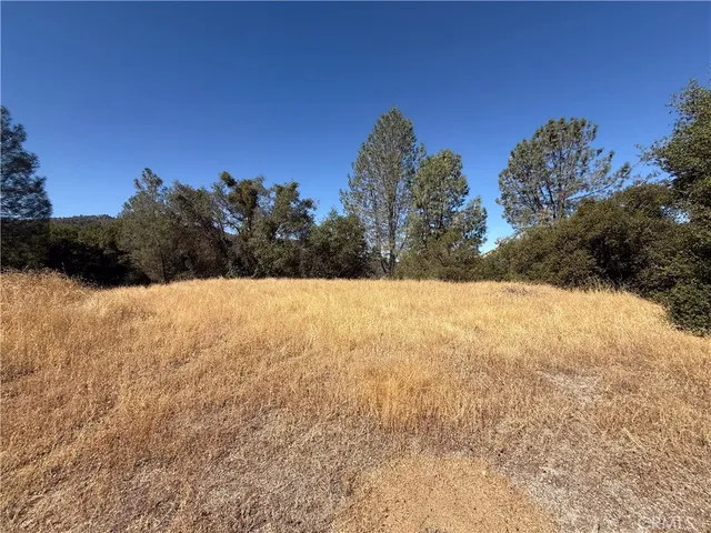 a view of a large tree with a yard