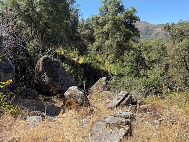 a view of a yard with a tree