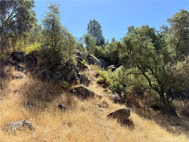 a view of a forest with trees in the background