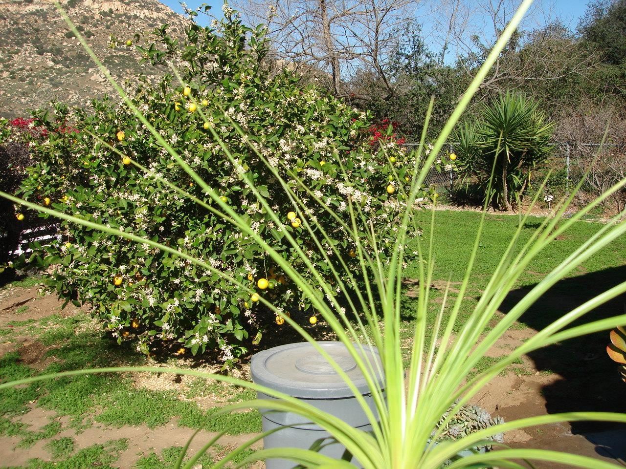 22817 Tombill Road Ramona, CA 92065 - Photo 18 of 25 Gallery Image 18