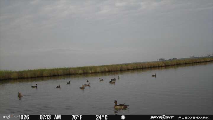 Serene morning with ducks on water.