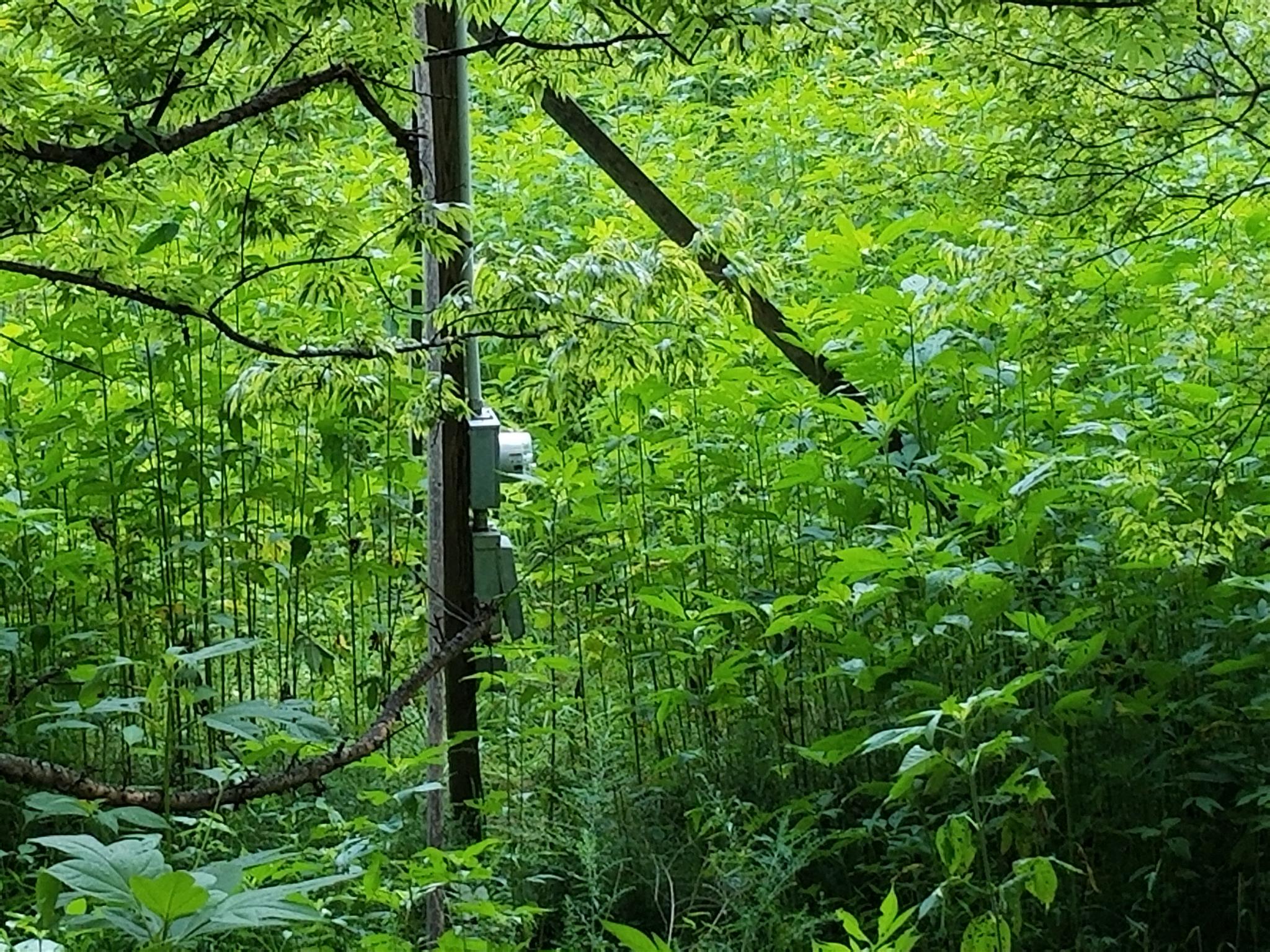 1851 Lower Cane Creek Road Centerville, TN 37033 - Photo 4 of 7 Temp Electric service installed near the road