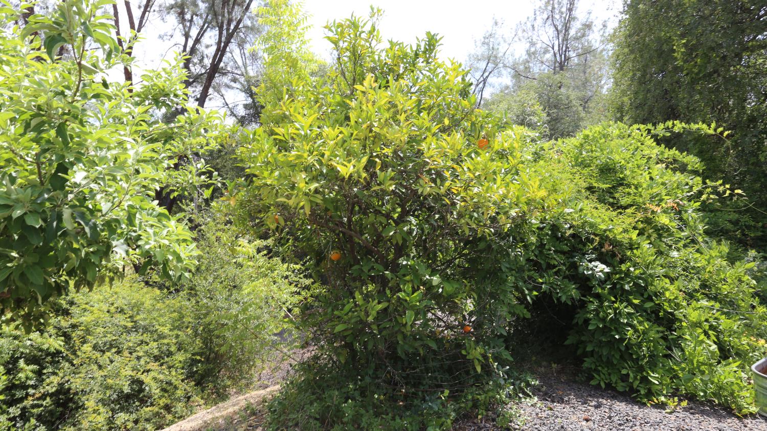 1484 Oregon Gulch Road Oroville, CA 95965 - Photo 67 of 78