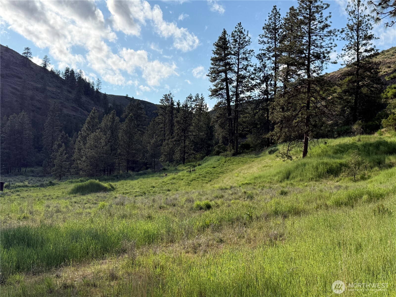 37235 Redwine Canyon Road Creston, WA 99117 - Photo 5 of 23 Gallery Image 5