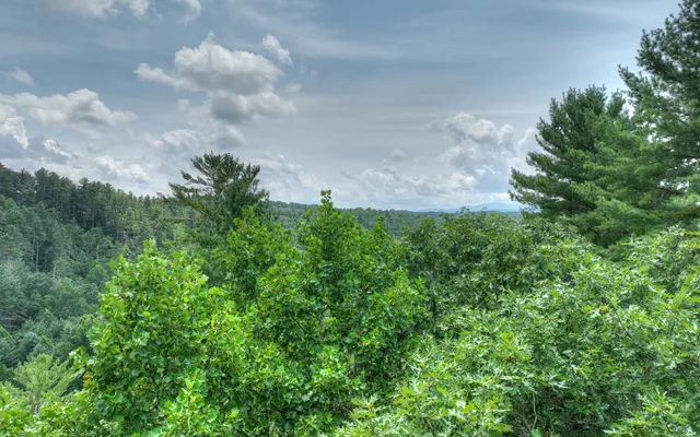 a view of a bunch of trees