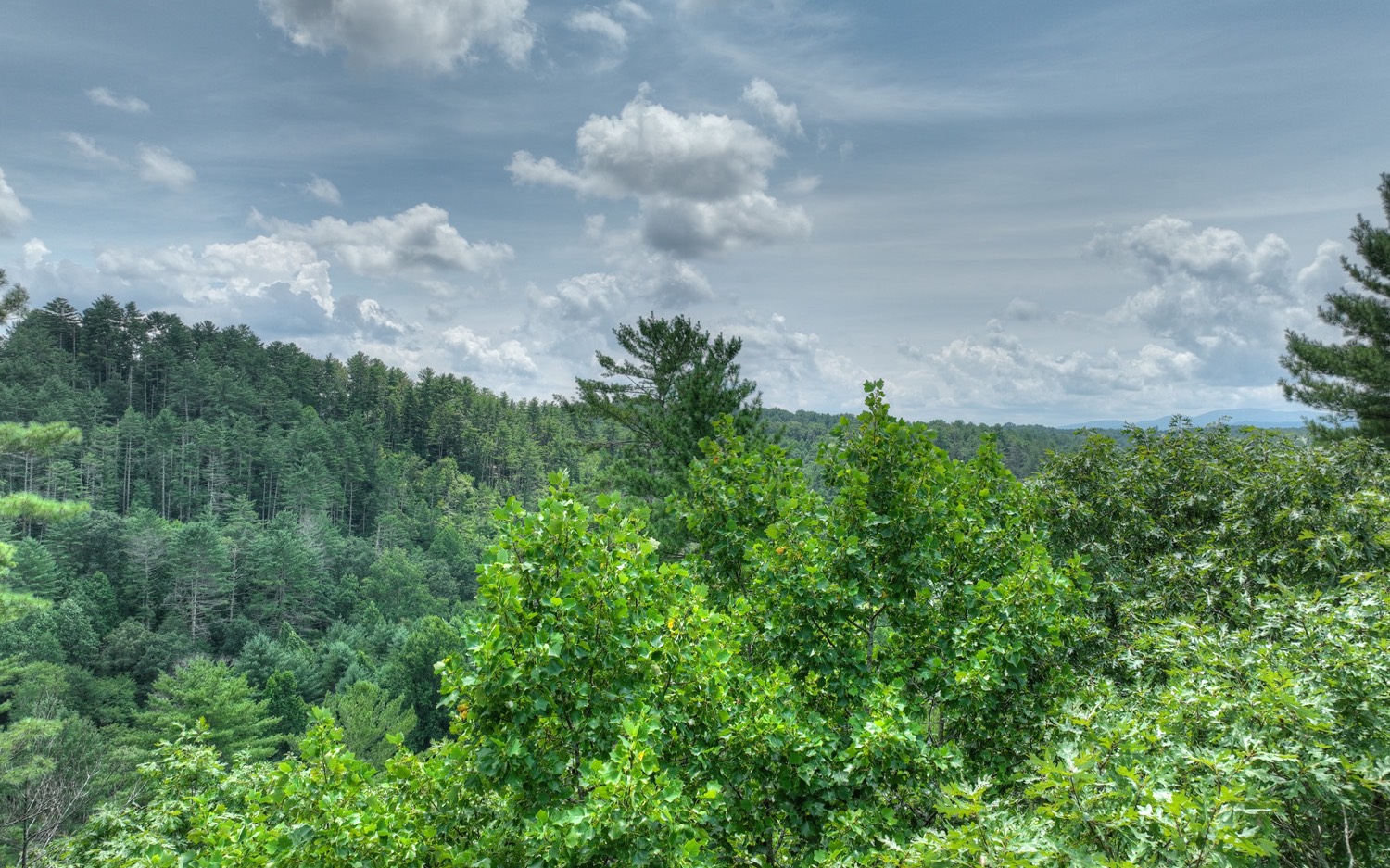 22 Rolling Hills Drive Morganton, GA 30560 - Photo 12 of 12 a view of a bunch of trees