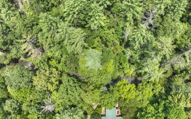 a view of a lush green forest with a tree