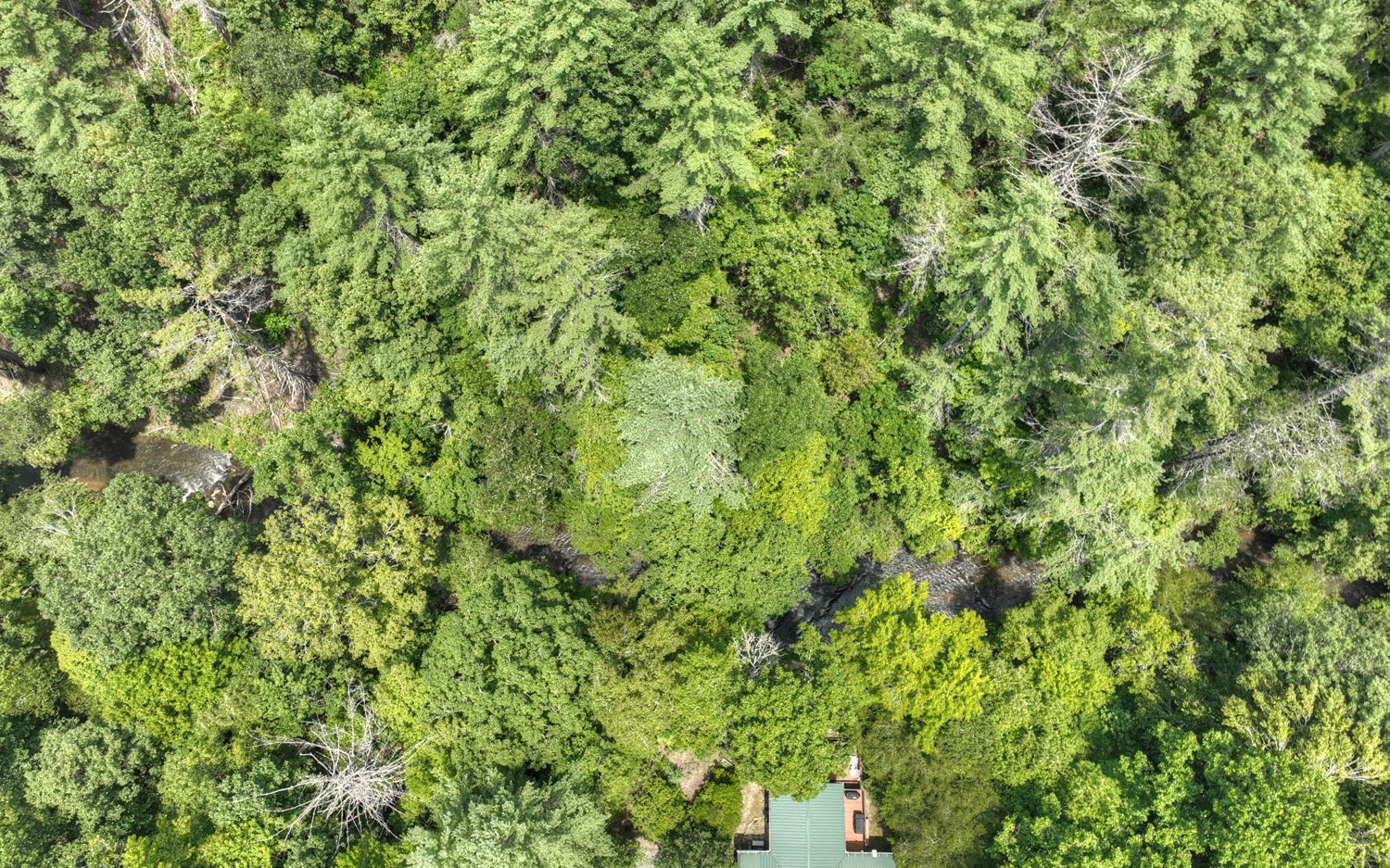 22 Rolling Hills Drive Morganton, GA 30560 - Photo 2 of 12 a view of a lush green forest with a tree