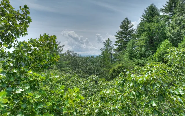 a view of a plant in a garden