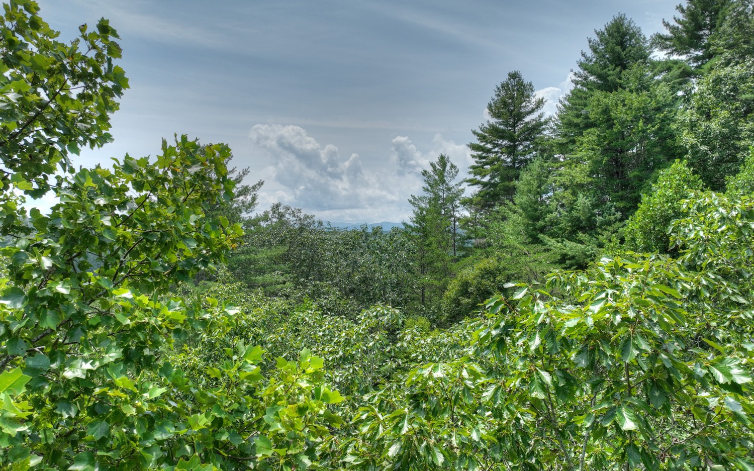 22 Rolling Hills Drive Morganton, GA 30560 - Photo 3 of 12 a view of a plant in a garden