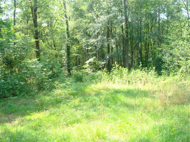1007 Wildcat Road Harrells, NC 28444 - Photo 1 of 8 Primary Photo