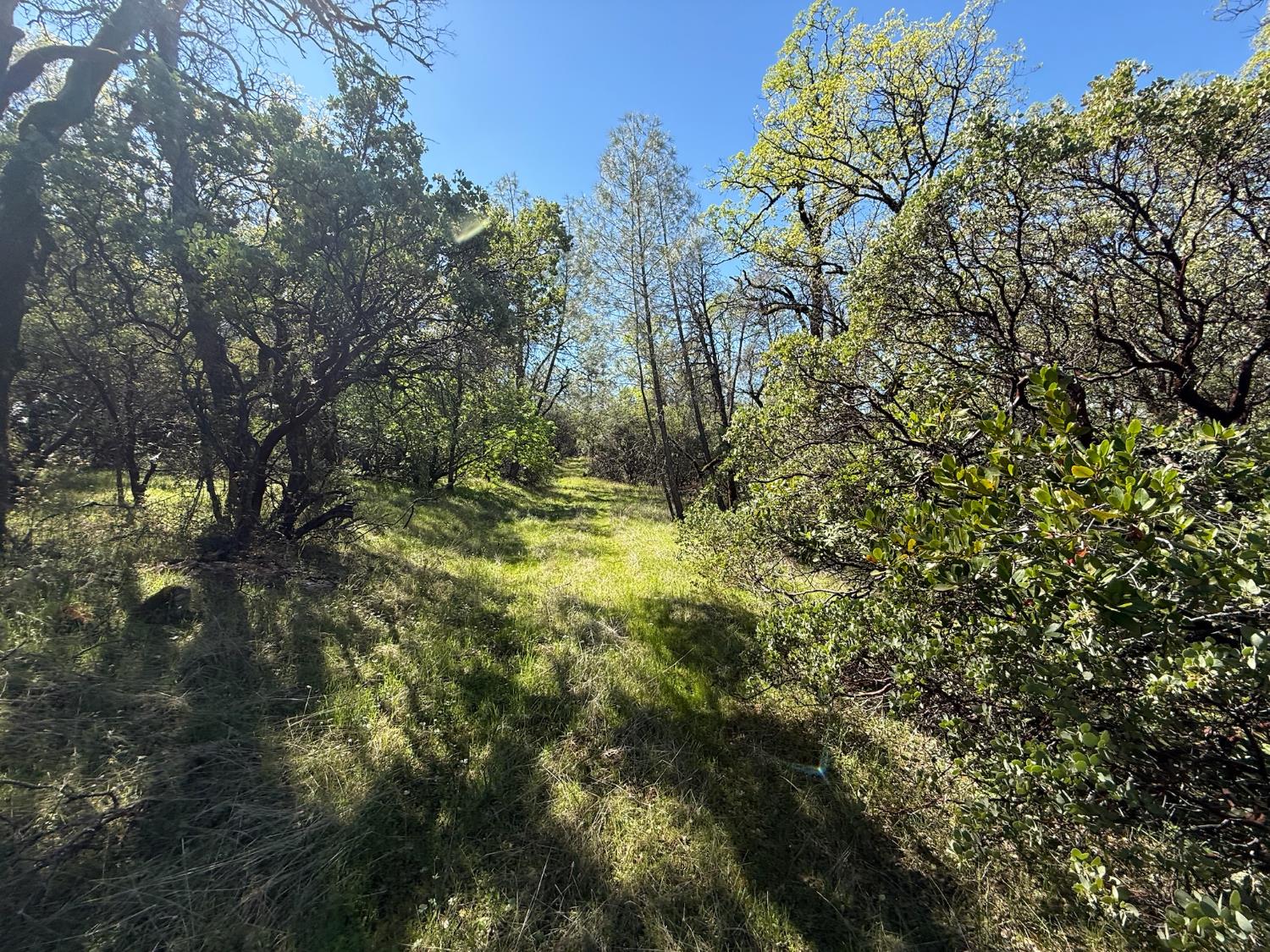 14370 Bodie Ridge Road Nevada City, CA 95959 - Photo 11 of 15 a view of yard