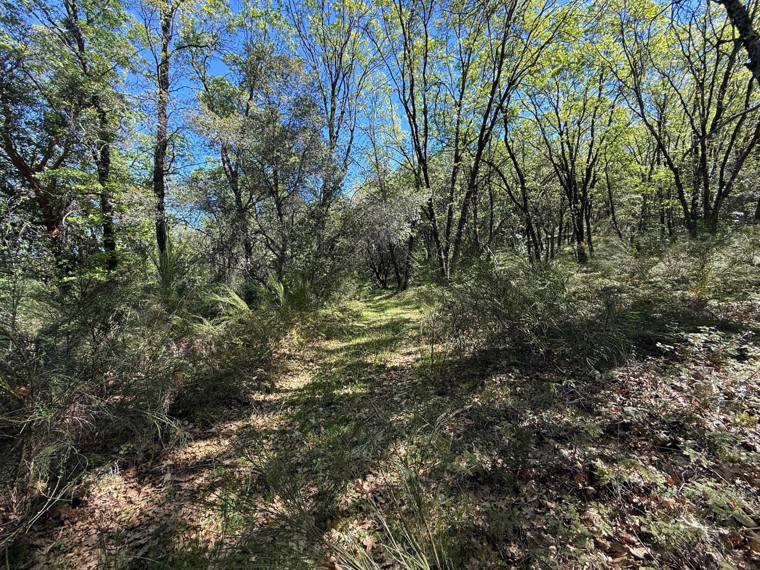 14370 Bodie Ridge Road Nevada City, CA 95959 - Photo 12 of 15 a view of a forest with a tree