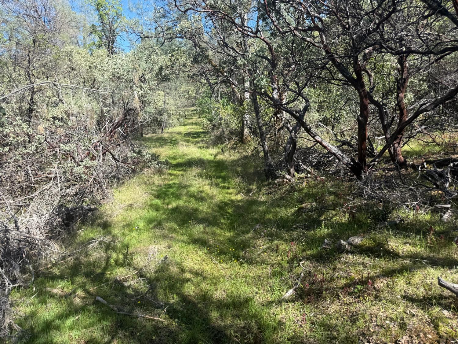 14370 Bodie Ridge Road Nevada City, CA 95959 - Photo 14 of 15 a view of a yard