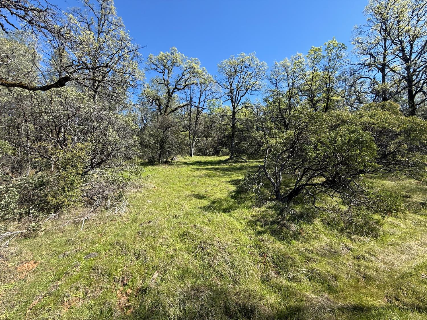 14370 Bodie Ridge Road Nevada City, CA 95959 - Photo 7 of 15 a view of a yard with a tree