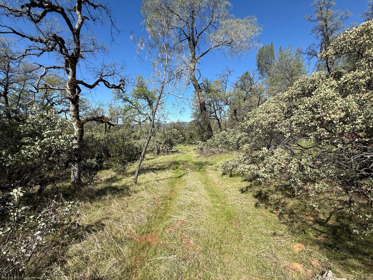 14370 Bodie Ridge Road Nevada City, CA 95959 - Photo 10 of 15 a view of a yard