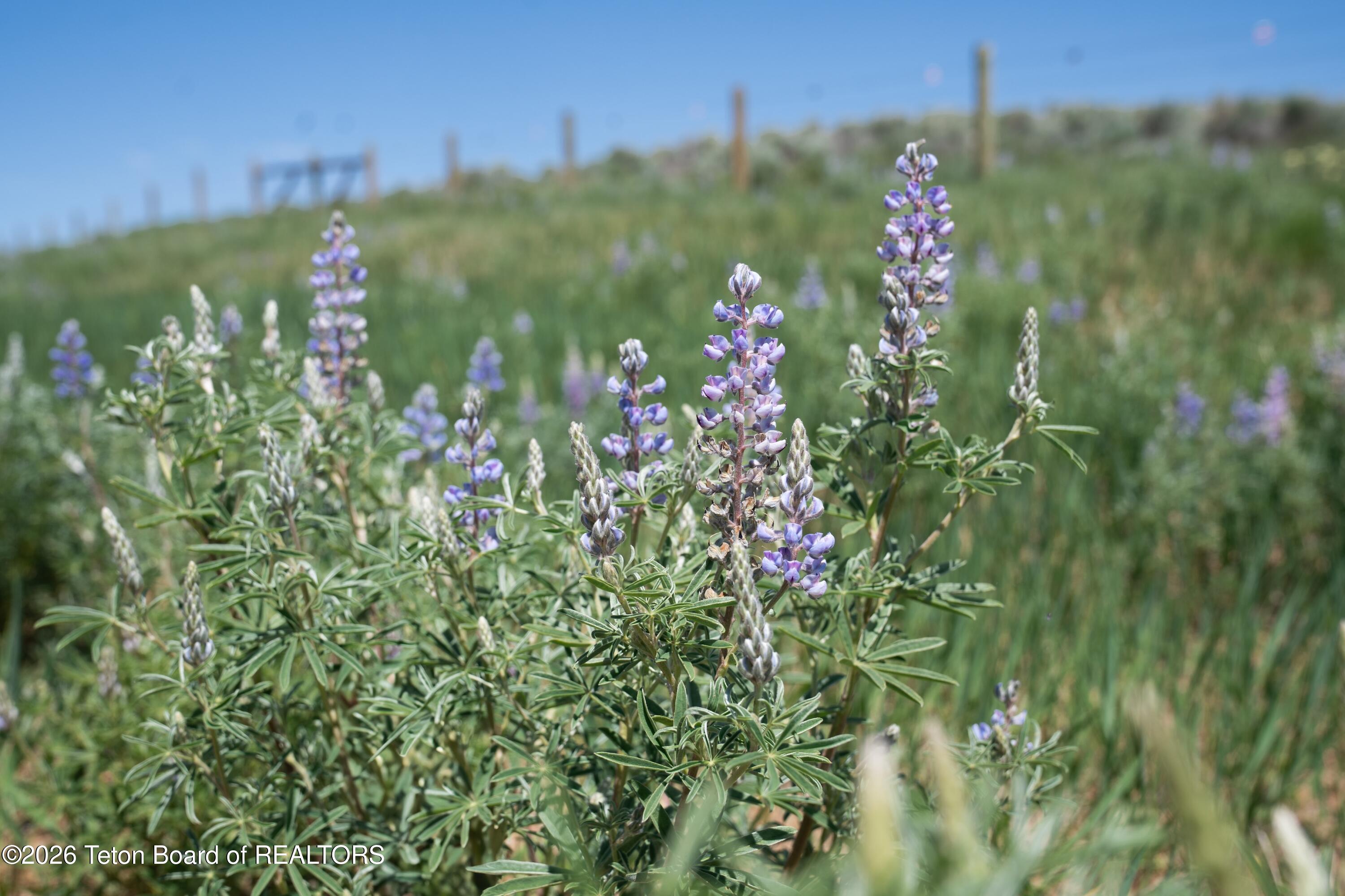 627 Ryegrass Road Daniel, WY 83115 - Photo 65 of 80 Summer Wildflowers