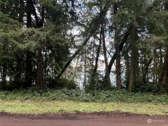 a view of a lush green forest