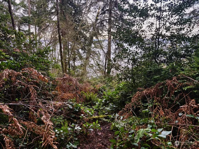 a view of a forest with lots of trees