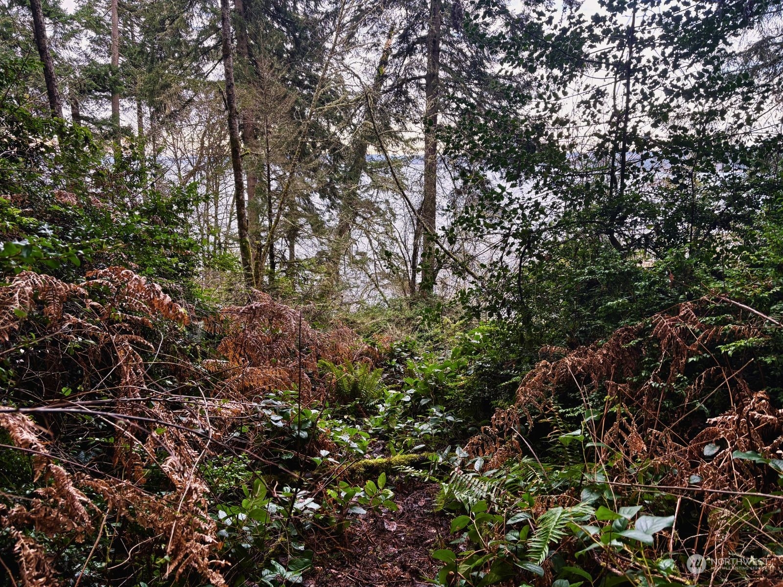 10111 Totem Way Anderson Island, WA 98303 - Photo 15 of 29 a view of a lush green forest