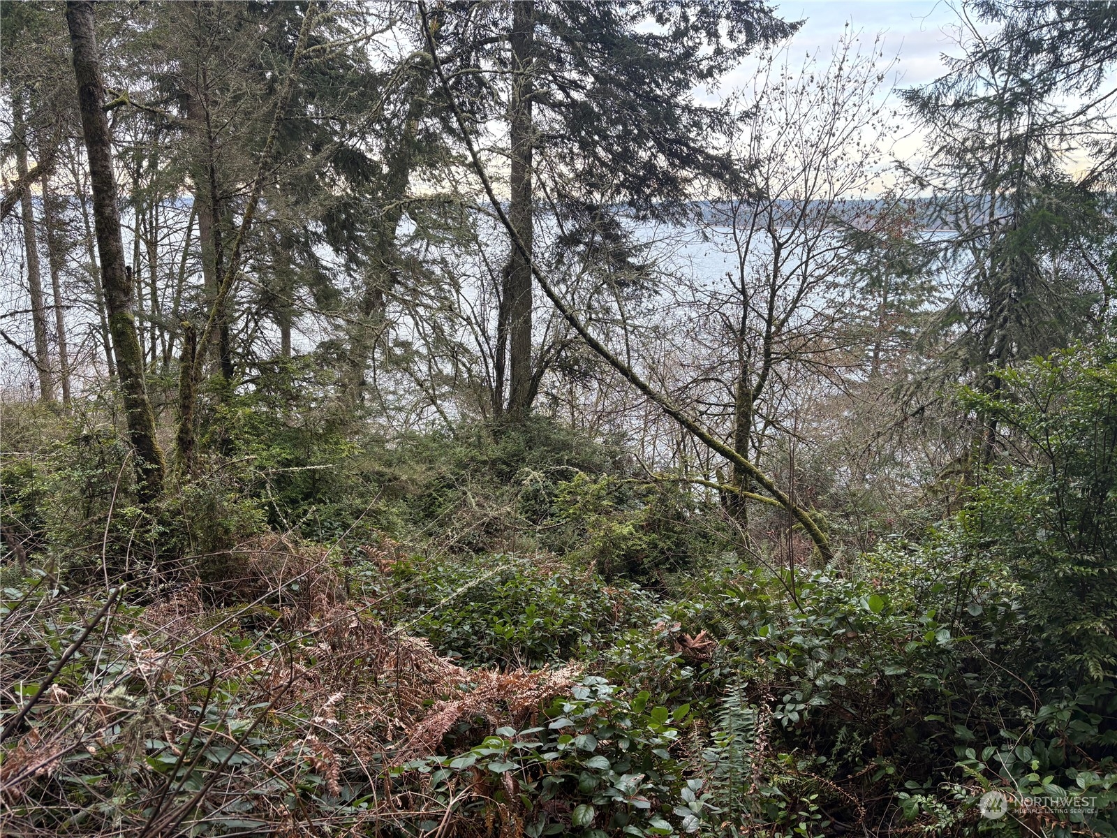 10111 Totem Way Anderson Island, WA 98303 - Photo 16 of 29 a view of a forest with lots of trees