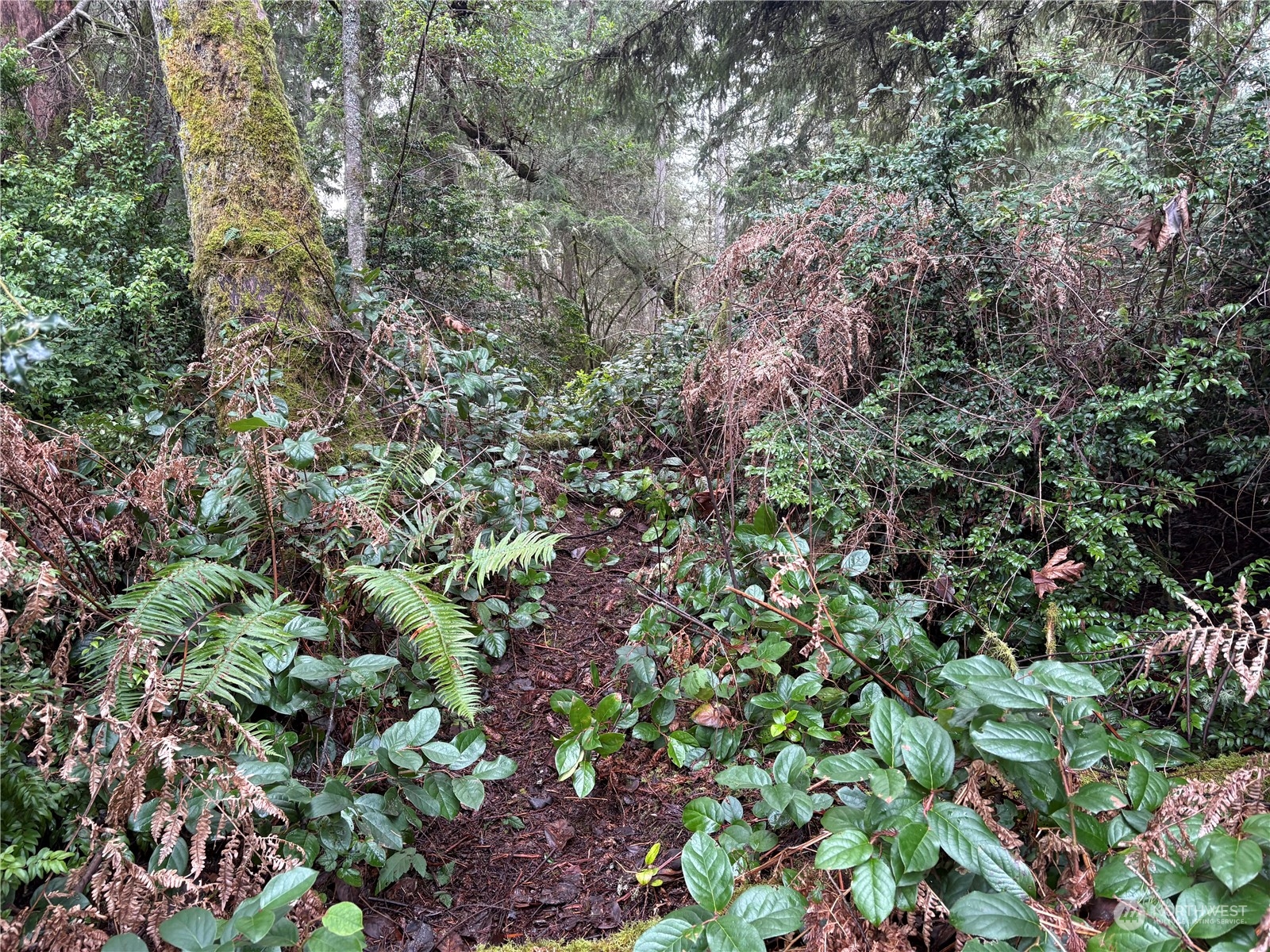 10111 Totem Way Anderson Island, WA 98303 - Photo 17 of 29 a view of a forest with a tree