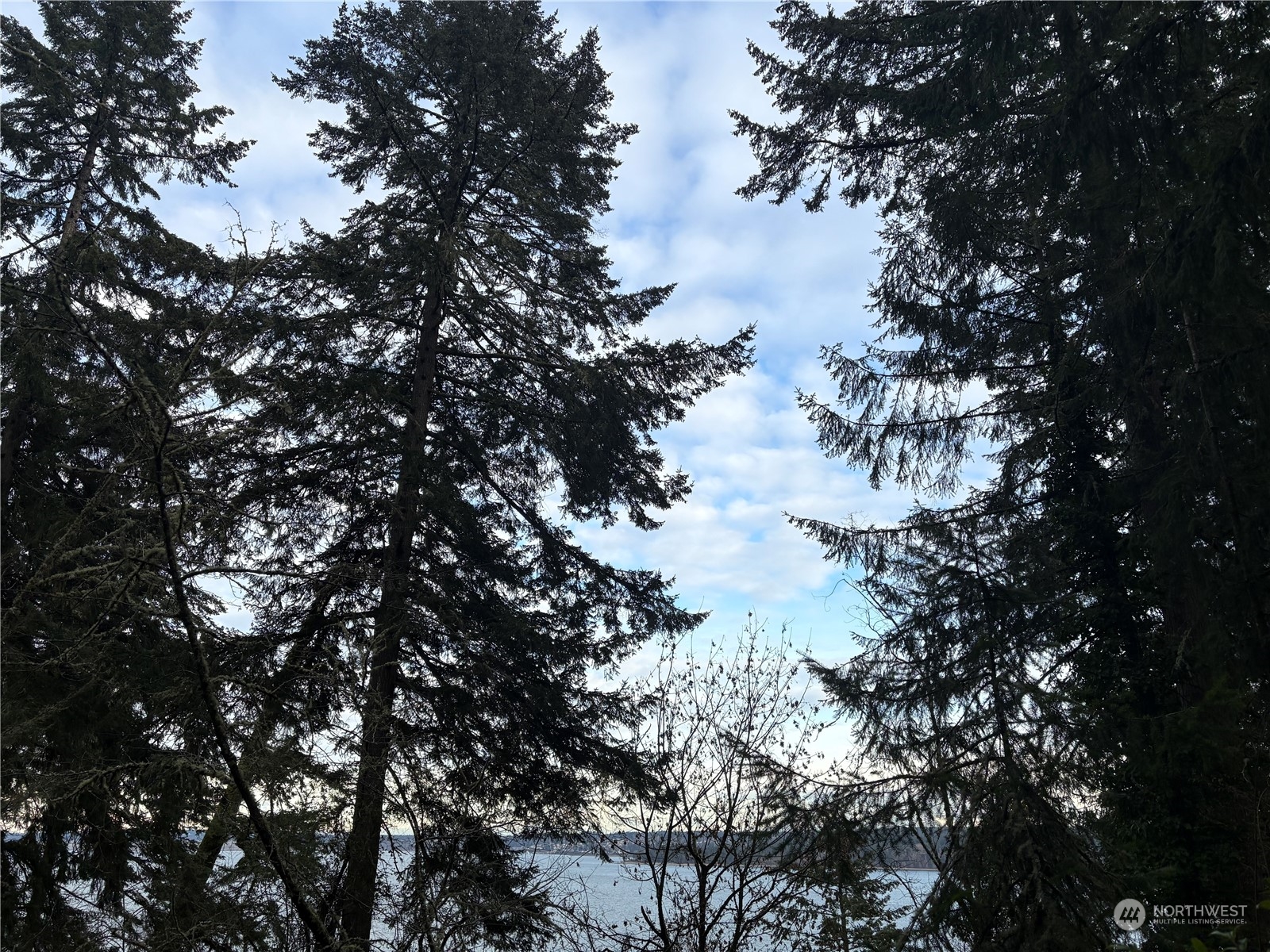 10111 Totem Way Anderson Island, WA 98303 - Photo 18 of 29 a view of tree