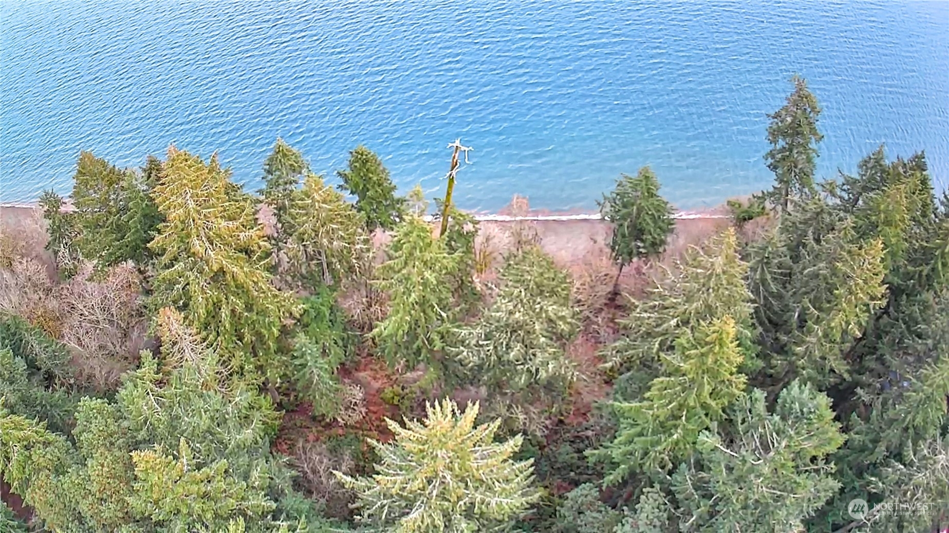 10111 Totem Way Anderson Island, WA 98303 - Photo 20 of 29 a view of a bunch of plants and flowers