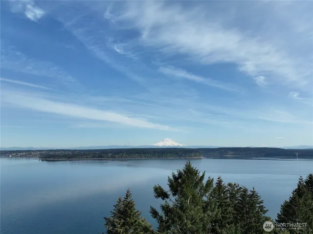 a view of a tree in a forest